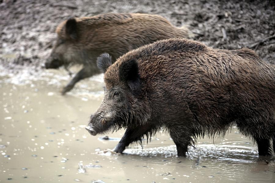 Afrikanische Schweinepest in NRW: Wildschwein in Kirchhundem positiv getestet