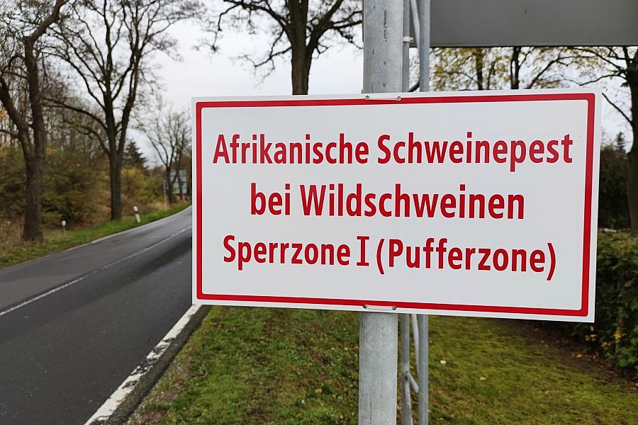 Afrikanische Schweinepest im Kreis Olpe: Weitere tote Wildschweine entdeckt