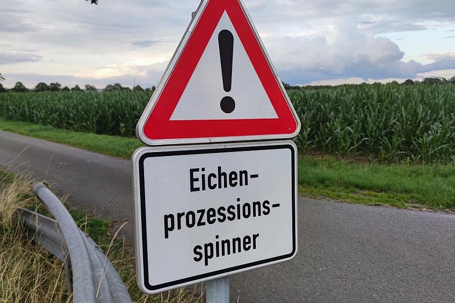 Verwaltungsgericht Leipzig bestätigt Rechtmäßigkeit der Beseitigung von Eichenprozessionsspinner-Nestern