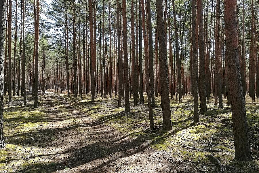 Waldzustand 2024: Vier von fünf Bäumen zeigen weiterhin Schäden