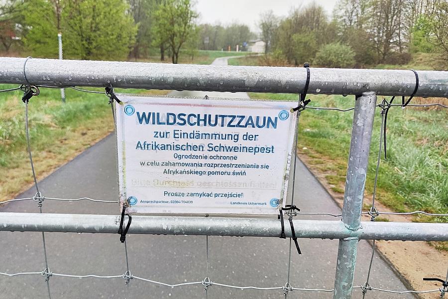Afrikanische Schweinepest in NRW nachgewiesen: Kreis Olpe betroffen