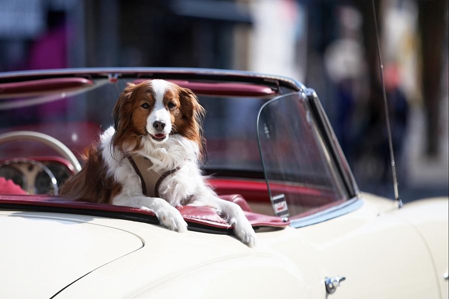 Bundes-Tierschutzbeauftragte fordert Regulierung der privaten Hundezucht gegen Qualzucht