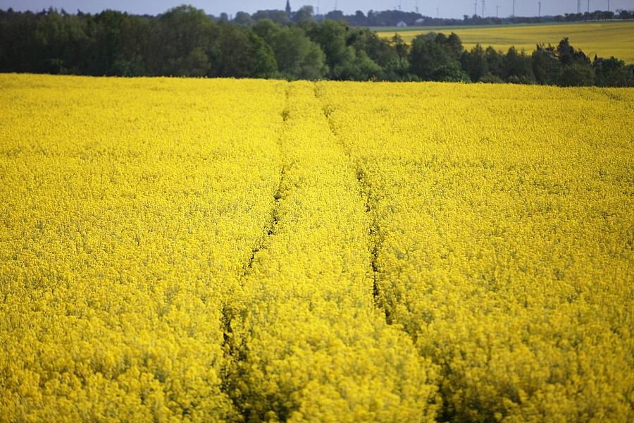 EU-Projekt soll Feldhamster in Nordwestsachsen retten