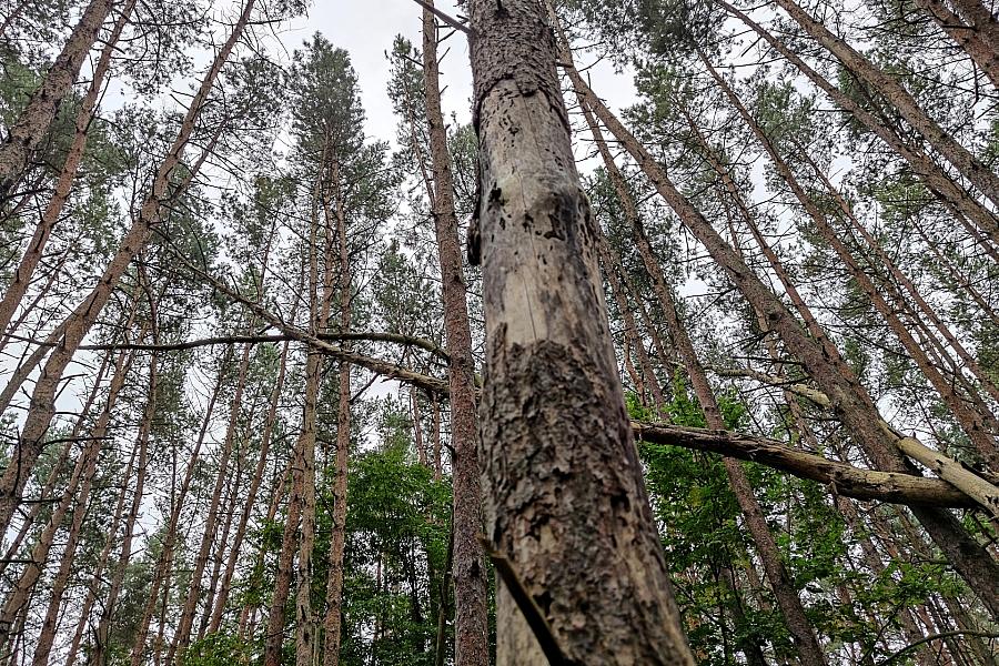 Blitzeinschläge töten jährlich 320 Millionen Bäume und setzen Millionen Tonnen CO2 frei