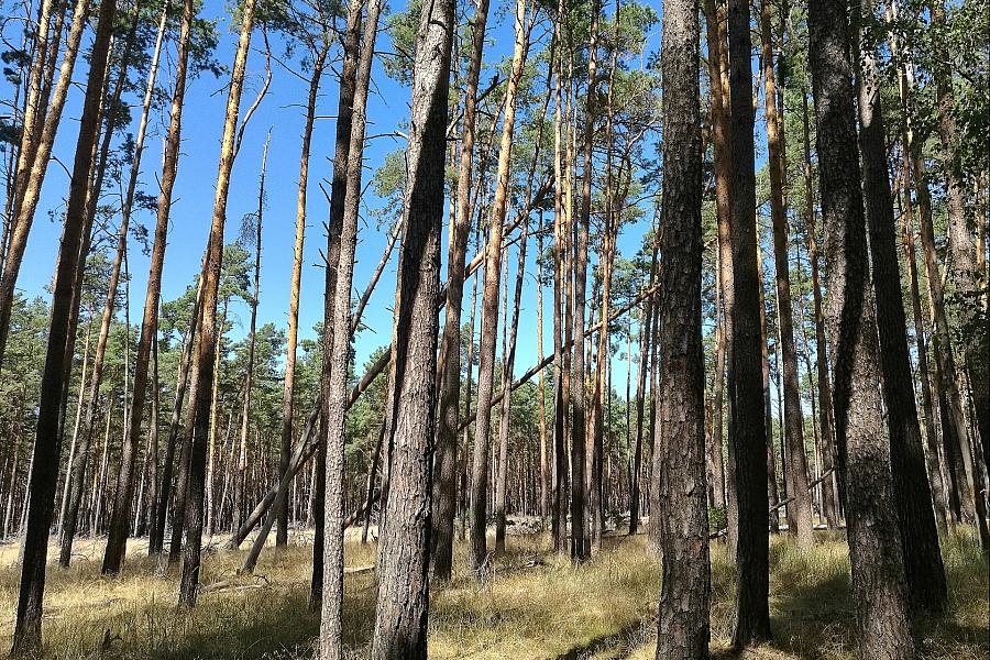 NRW weist 5.000 Hektar Wildnisgebiete bis 2026 aus – Artenvielfalt und Waldschutz im Fokus