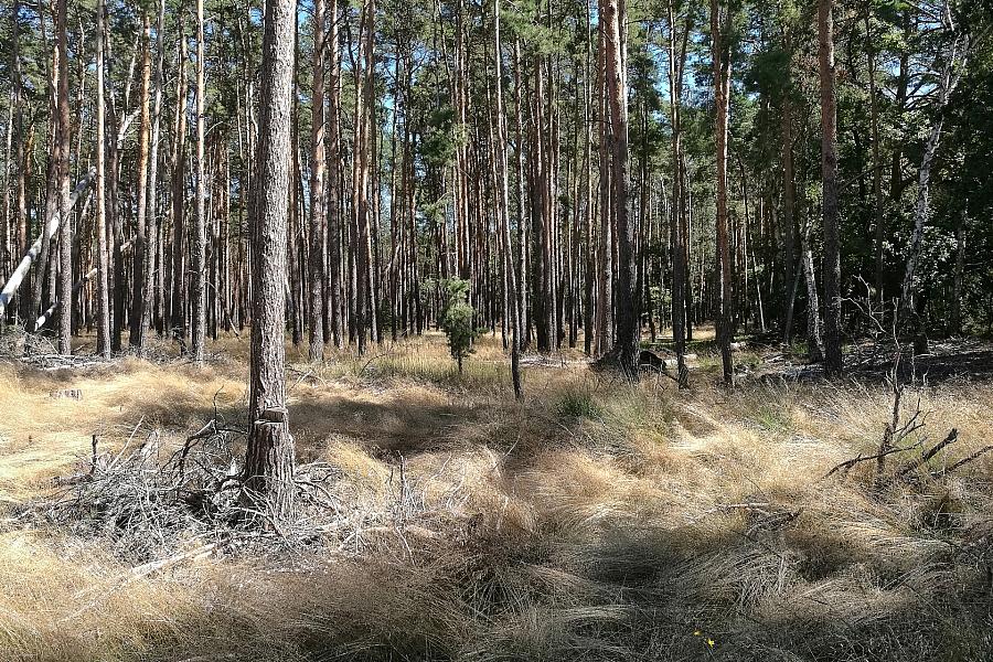 Kiefernsterben: Klimawandel wandelt Wald von CO2-Senke zur Quelle