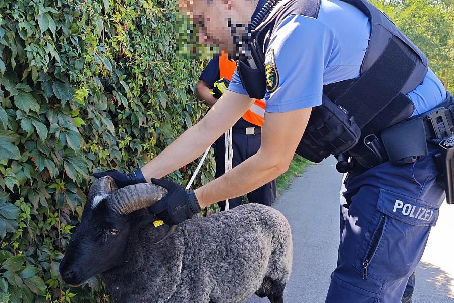 Schafbock jagt Radfahrer in Hoyerswerda