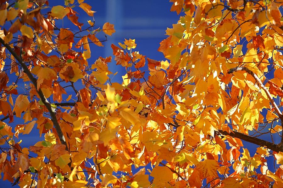 Wetterbericht für Sachsen (31.10.2025)