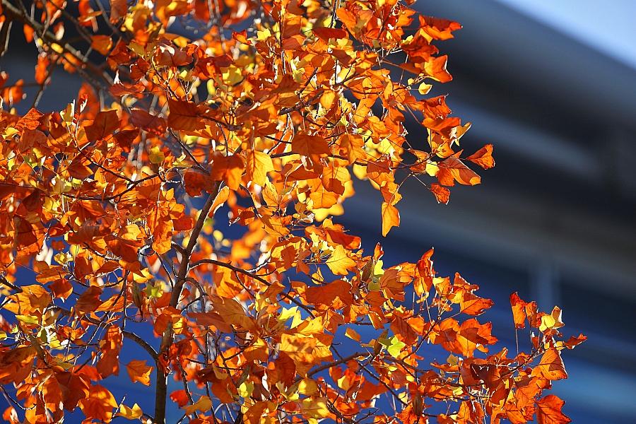 Wetterbericht für Sachsen-Anhalt (11.11.2025)