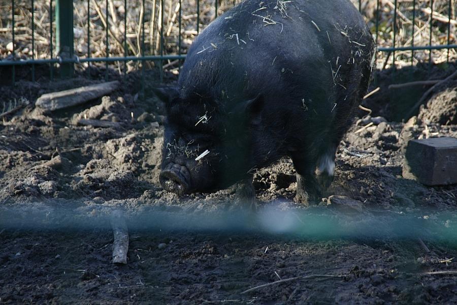 Schweinebestand in Deutschland steigt deutlich auf 21,5 Millionen Tiere