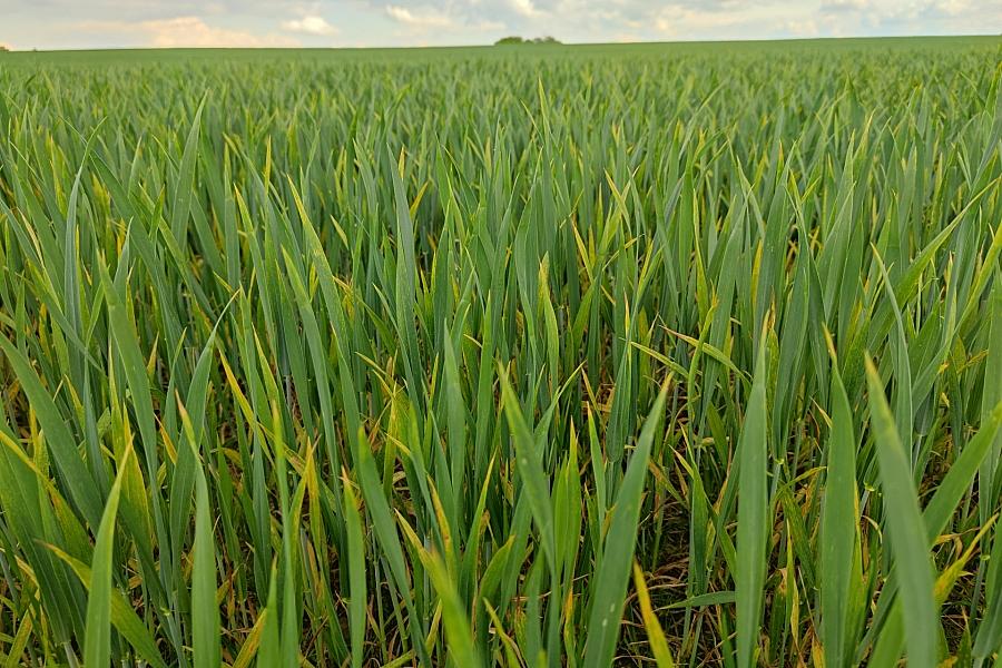 Wintergetreide-Aussaat 2026: Fläche stabil bei fünf Millionen Hektar