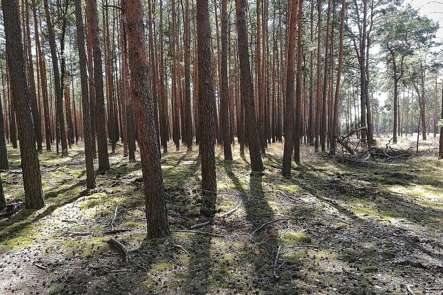 CO2-Entnahme bis 2045: Studie zeigt Notwendigkeit und Wege für Deutschlands Klimaziele