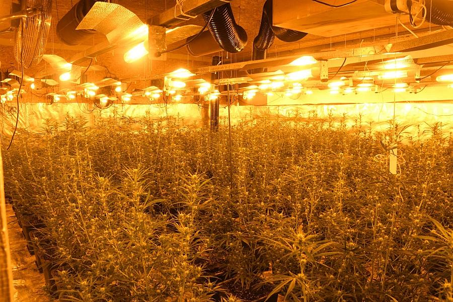 Polizei entdeckt große Cannabis-Plantage in leerem Supermarkt in Calbe