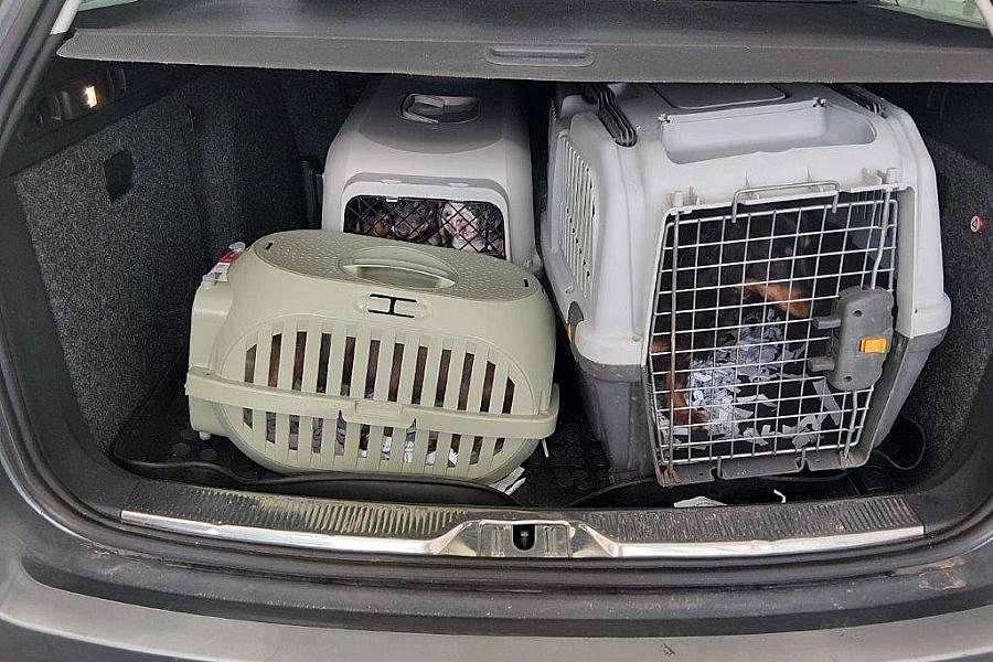 Bundespolizei stoppt illegalen Hundetransport an Grenze bei Breitenau