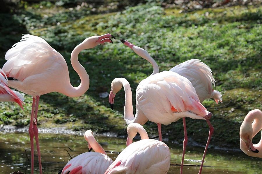 Tierpark Chemnitz gibt erstmals Flamingos an andere Einrichtung ab
