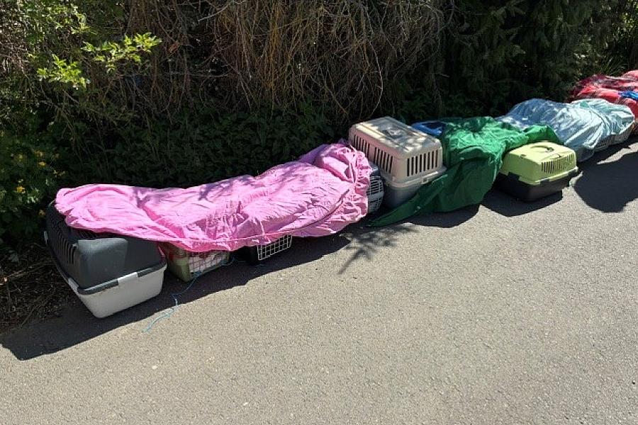 Veterinäramt Harz beendet Tierleid in Wegeleben