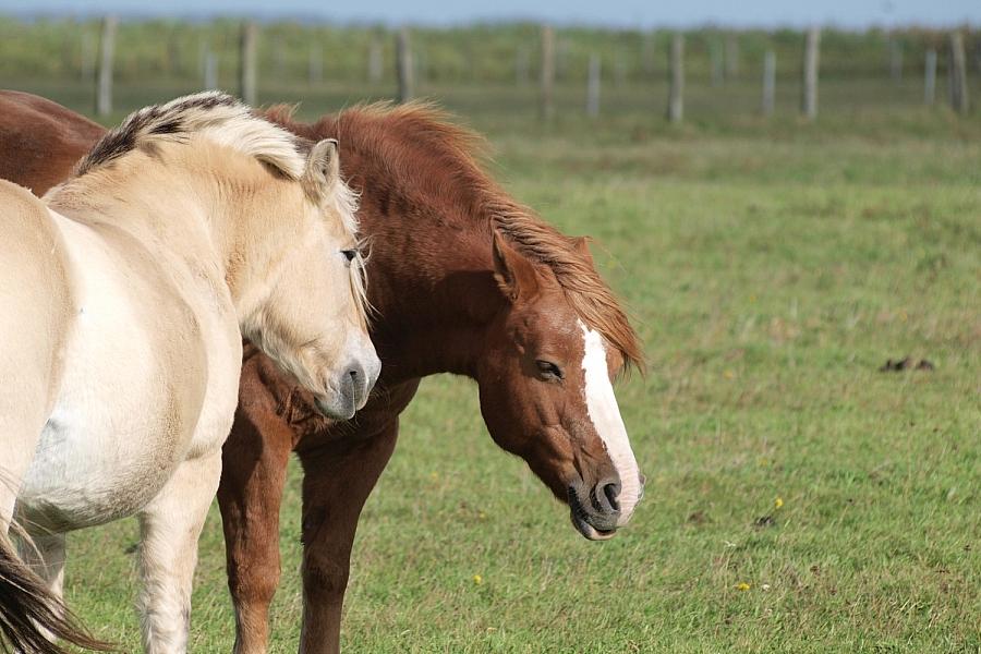 Jay Leno prophezeit das Ende der Verbrenner – Elektroautos werden laut dem Auto-Influencer durch den Preis siegen