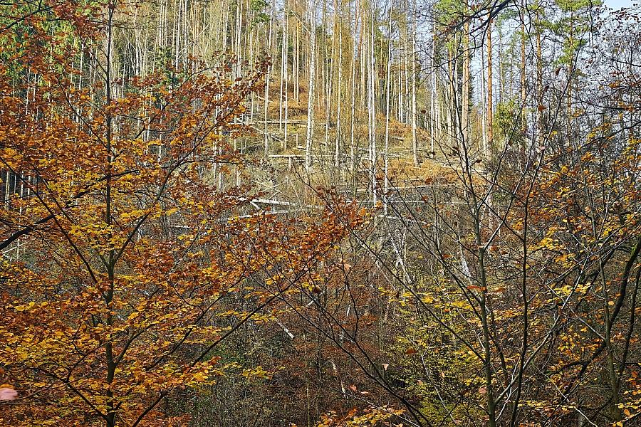 Wolf nach Attacke in Hamburg ausgewildert