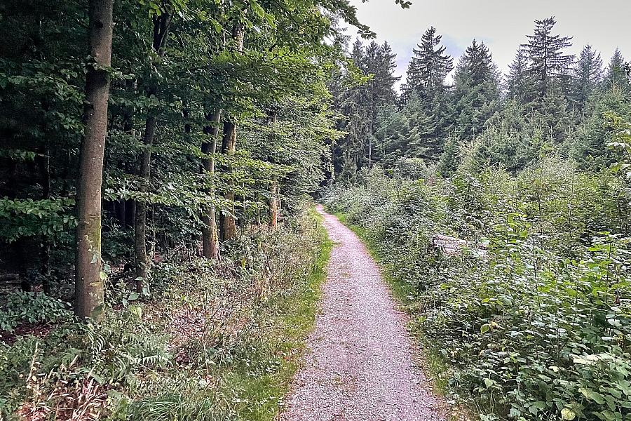 Sachsens Wälder erhalten erneut internationales Gütesiegel