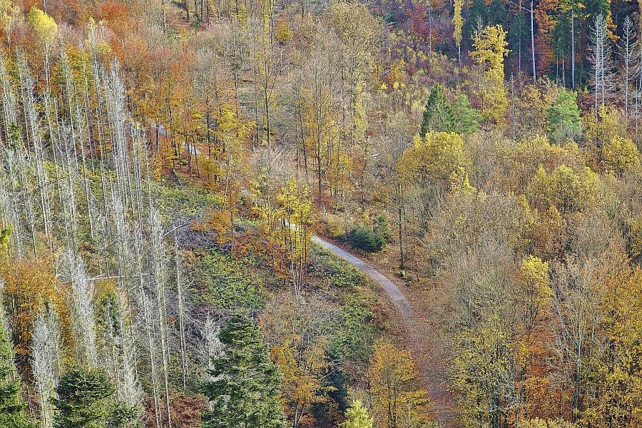 Waldbrände in Südeuropa: Forstkammer Baden-Württemberg fordert Investitionen in KI und Waldumbau
