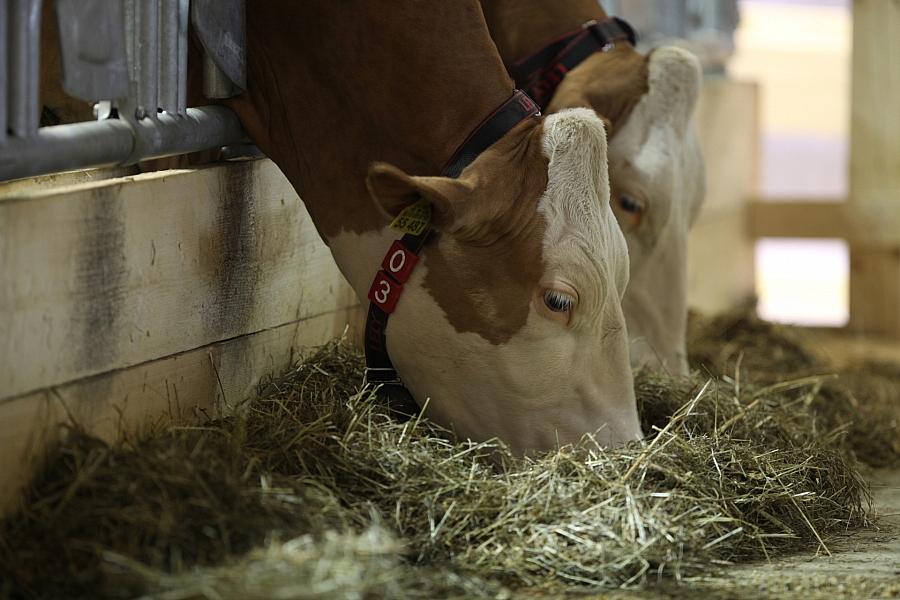 Dürre in Deutschland: Milchbauern müssen Kühe früher schlachten – Futter wird knapp