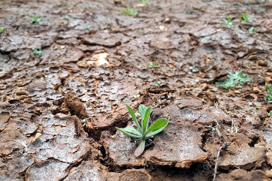 Dürre in Deutschland: Bauernpräsident Rukwied schlägt Alarm und fordert volle Auszahlung der EU-Mittel