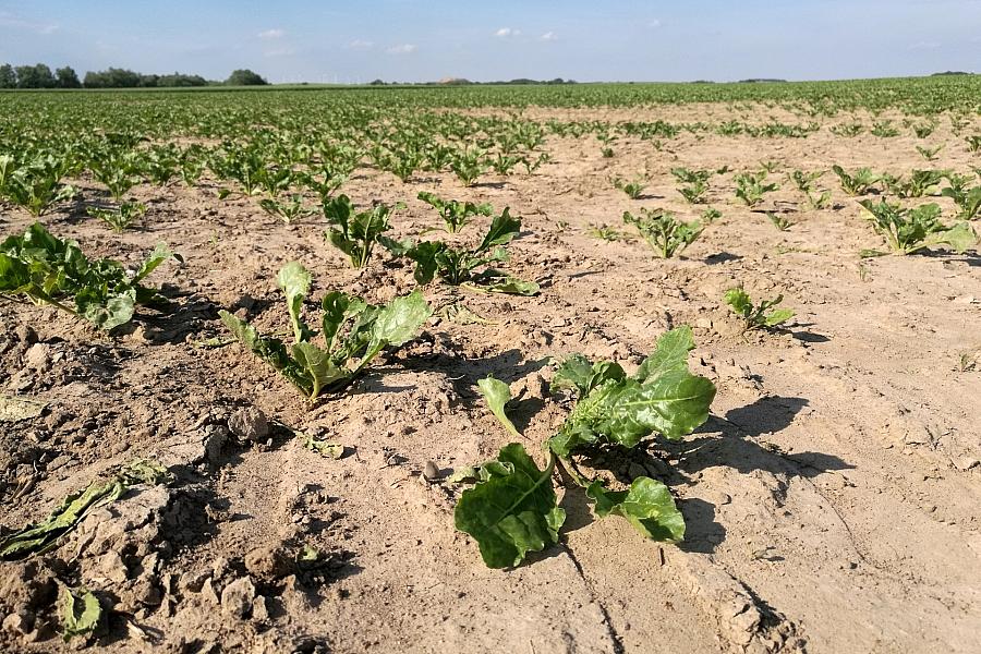 Dürre in Deutschland: Bauernverband warnt vor enormer finanzieller Belastung der Landwirte