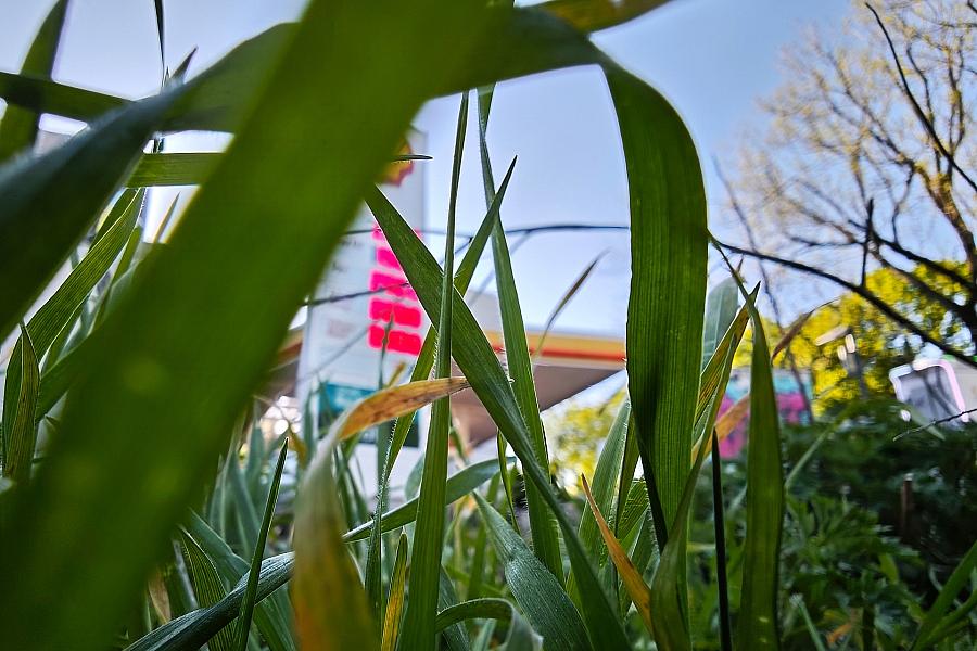 Tankrabatt und Spritpreisdeckel: Ökonomen und Verbände uneins – IMK-Direktor Dullien nennt Lösung gut, ifo-Präsident Fuest kritisiert Fehler