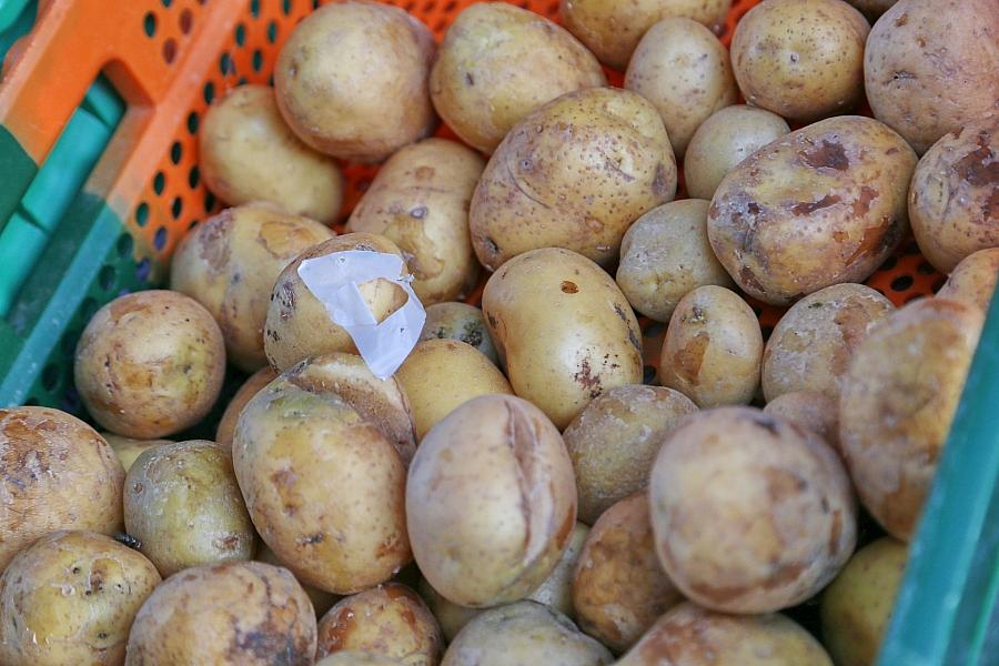 Kartoffelernte Deutschland 2026: 10,4 Millionen Tonnen erwartet, trotzdem stabile Preise erwartet