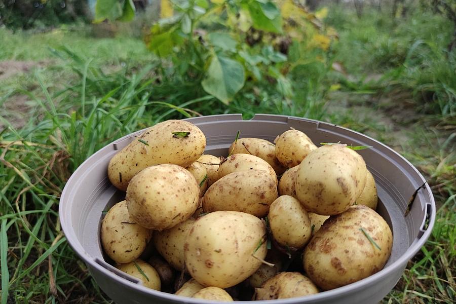 Ernteausfälle belasten Kartoffelmarkt