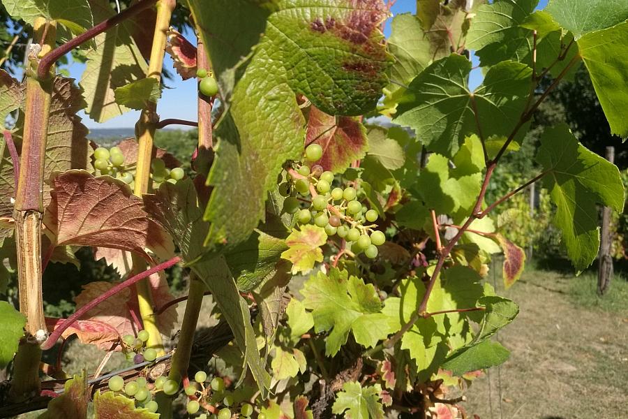Weinernte 2026 bleibt hinter Durchschnittsniveau zurück