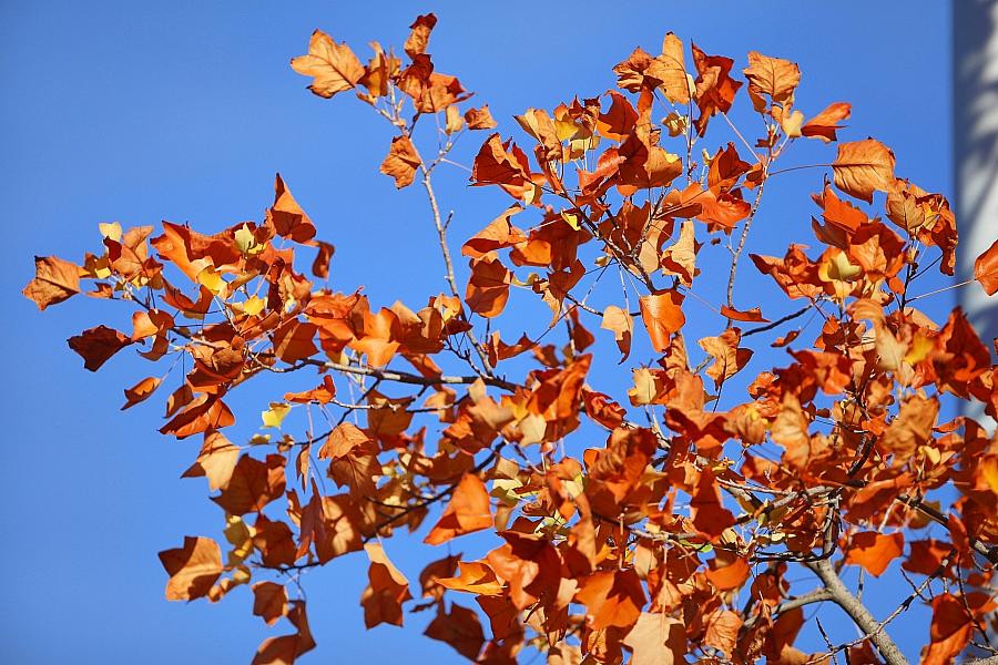 Wetterbericht für Sachsen (29.10.2026)